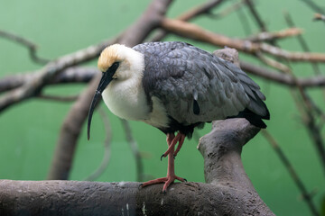 Black-faced Ibis (Theristicus melanopis) - Wading Bird of Wetlands in Southern South America