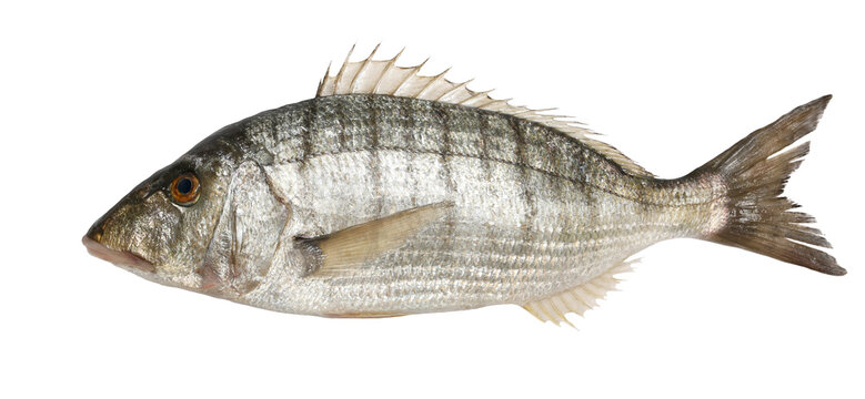 Sand steenbras or striped seabream (Lithognathus mormyrus), isolated on white, clipping path