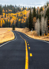 Fall colors at Kaibab National Forest, Arizona