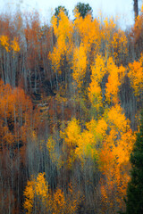 Fall colors at Kaibab National Forest, Arizona