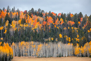 Fall colors at Kaibab National Forest, Arizona