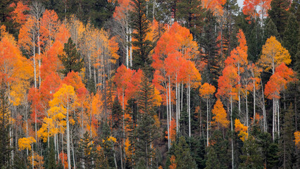 Fall colors at Kaibab National Forest, Arizona