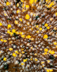 Fall colors at Kaibab National Forest, Arizona