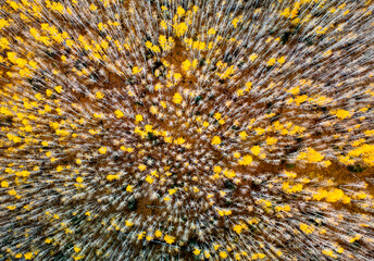 Fall colors at Kaibab National Forest, Arizona