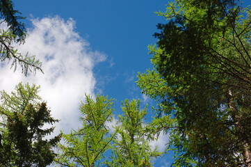 Tall Pine Trees Reach Toward The Bright Blue Sky In A Tranquil Forest Scene Today. Evergreen stretch upward beneath a clear blue sky with white clouds, creating a serene outdoor forest landscape that 