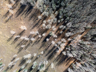 Fall colors at Kaibab National Forest, Arizona