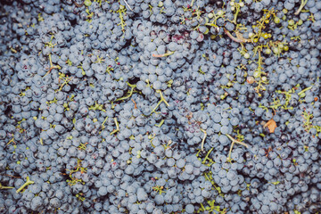 Close-up view of a picked bunch of grapes.