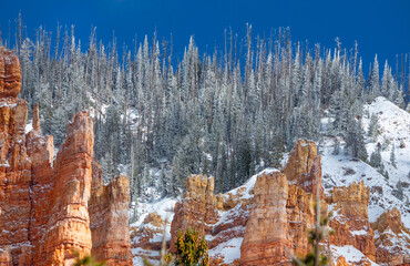 Fresh snow has fallen Cedar Breaks National Monument, Utah