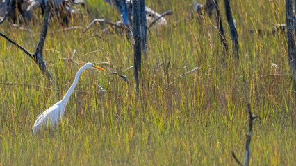 Great Egret Searching for a meal in the marsh