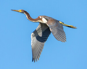 Tricolor Heron bird in flight