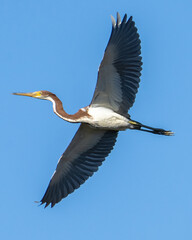 Tricolor Heron bird in flight