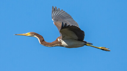 Obraz premium Tricolor Heron bird in flight