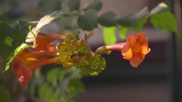 Bees feasting on an orange trumpet vine (campsis radicans) flowers. Closeup. Slow motion. High speed camera