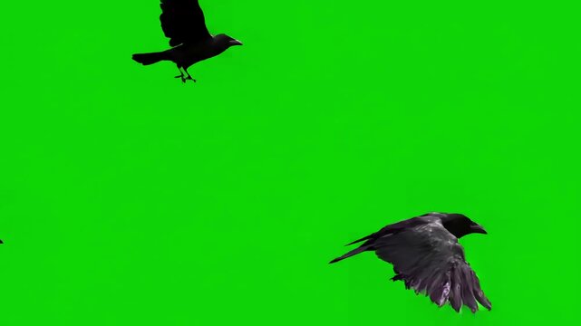 Green Screen black crows fly across the sky close on a scene 2 with distortion, overlay, glitch, static noise, scan lines background, 4k animated video loop