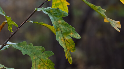 Close-up of an oak branch with leaves showing green, yellow, and brown seasonal discoloration. The central leaf is in sharp focus, set against a smooth, blurred background.