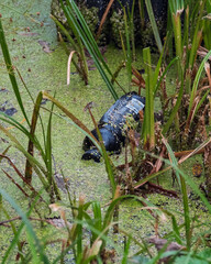 Close-up of a plastic waste (bottle) submerged in stagnant water and duckweed. Symbolizing environmental pollution and the ecological impact of trash.