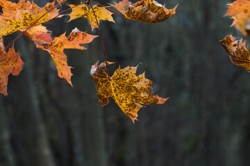 Detailed macro shot of an autumn maple leaf (Acer) in foreground. Other blurred leaves and dark background create a soft, natural frame around the sharp central subject. Early October.