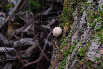 A single Pear-shaped puffball mushroom (Lycoperdon pyriforme) growing on a mossy tree trunk. Sharp focus on the mushroom and bark texture, with dark, blurred background.