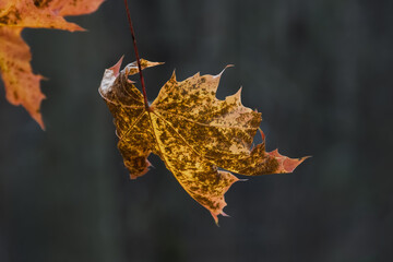 Striking macro shot of a single orange and brown maple leaf in sharp focus, hanging against a deep, dark, blurred background. Extreme contrast and volume.
