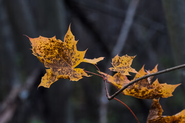 Nature detail: richly colored maple leaves on a branch, with the closest one in sharp focus. Dark, smooth background adds dramatic depth to the seasonal scene in Narva.