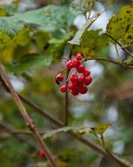 Authentic nature: detail of red Viburnum berries in a forest, contrasting with imperfect green and yellow leaves. Focus on the raw, natural look of wild forest flora in autumn.