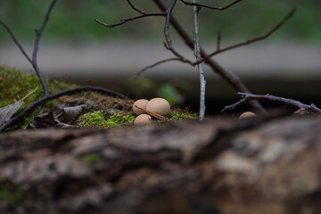 A cluster of three pear-shaped puffball mushrooms (Lycoperdon pyriforme) in sharp focus on a mossy log. The diagonal composition and branches frame the subject, creating strong volume and atmosphere.