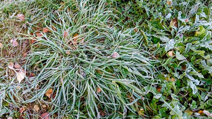 Frost on the grass in the early morning. Early winter.