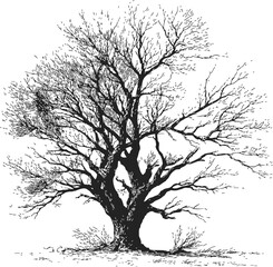 Bare tree sketch, hand drawn line art with intricate leafless branches isolated on white &mdash; stock vector