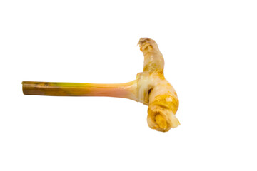 Galangal isolated on Transparent Background , PNG.