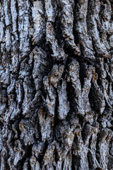 Intricate Tree Bark: A Close-Up Macro View of Nature's Artistry in a Forest Setting