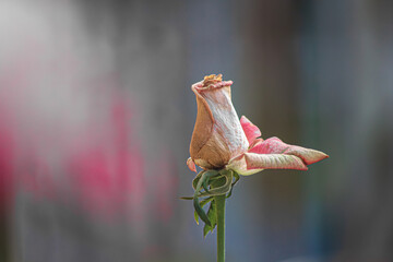 Hay una rosa solitaria en el jardín