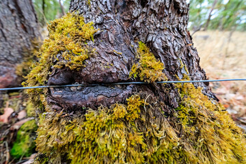 Tranquil Madrone Tree Stump in Forest, Close-Up Photography