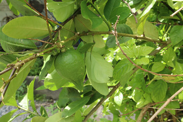 Close-up of a dark green, unripe lemon hanging from a branch, surrounded by vibrant green leaves in a garden setting.