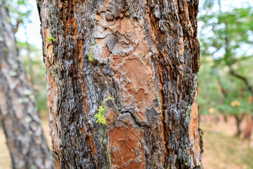 Obraz premium Tranquil Forest Scene: Close-up of Douglas Fir Bark with Texture and Lichen Growth
