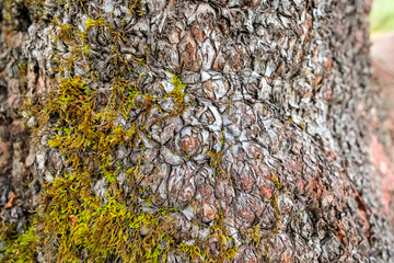 Enchanted Forest: The Mystic Bark of Madrone | Beekman Loop Trail