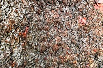 Vibrant Madrone Bark Texture on Beekman Loop Trail, Oregon