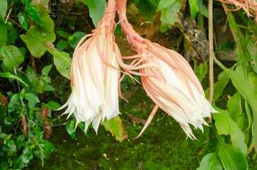 Closed Lady of the Night