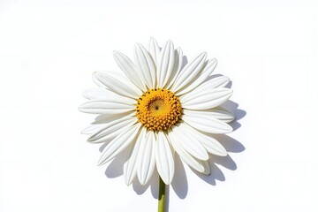 Daisy Simplicity
