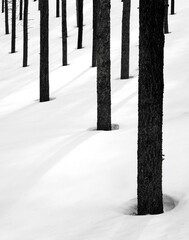 Lodgepole Pines Naturally Grouped