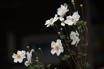 Japanese anemone (Anemone hupehensis) white flowers. Ranunculaceae perennial poisonous plant. Elegant flowers bloom on flower stalks in autumn.