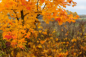  bright maple tree in the wind in the fall