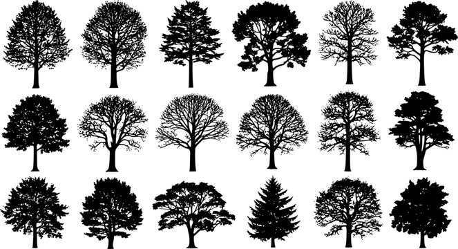 Set of detailed black tree silhouettes, various deciduous and coniferous tree shapes, isolated vector icons for forest, nature, and landscape design.black colored with white background