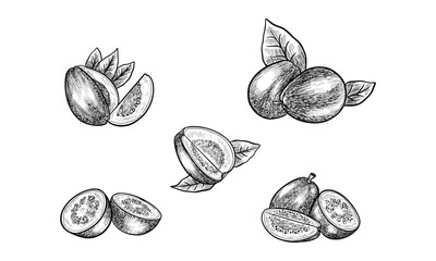 Set of vector isolated guava realistic sketch. Sliced exotic fruit image. Hand drawn tropic organic ingredient for vegan or vegetarian nutrition. Vitamin cooking. Agriculture and harvest food