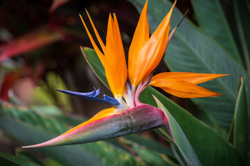 Fototapeta premium The bird of paradise plant is named for closely resembling the tropical bird of the same name. The distinctive bird of paradise is one of the best-known tropical flowers. 