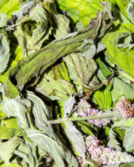 Dried mint leaves.Inflorescences of the mint plant.Dried mint for brewing.Mint background.