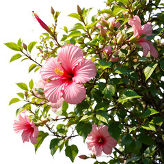 Stunning pink hibiscus blossoms with vibrant green leaves, a tropical delight ideal for summer promotions and vibrant garden designs, promising beauty