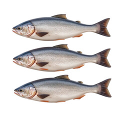 Three striking freshwater fish swimming with silver scales, perfect for seafood menus, fishing guides, and aquatic themed designs with natural beauty