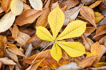 A branch with chestnut autumn leaves against a background of fallen autumn leaves. Autumn season concept background for web banner wallpaper page design.