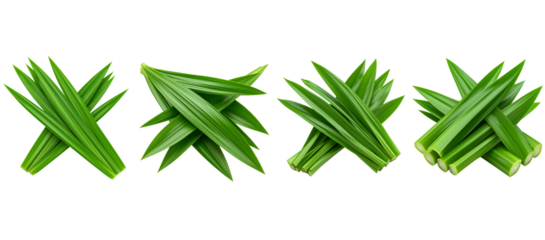 Four groupings of bright green, long, slender leaves with a distinctive, pointed shape, clipart, isolated on a transparent background.