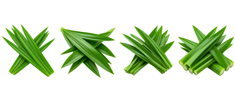 Four groupings of bright green, long, slender leaves with a distinctive, pointed shape, clipart, isolated on a transparent background.